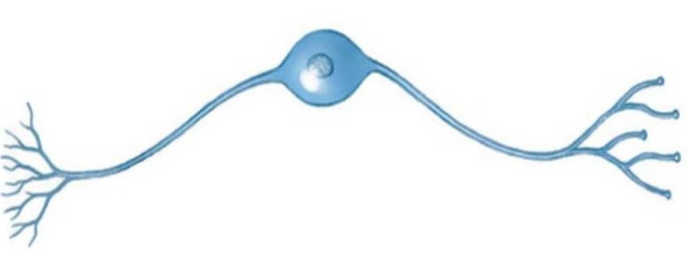 a nerve cell that has a single dendrite at one end and a single axon at the other end
