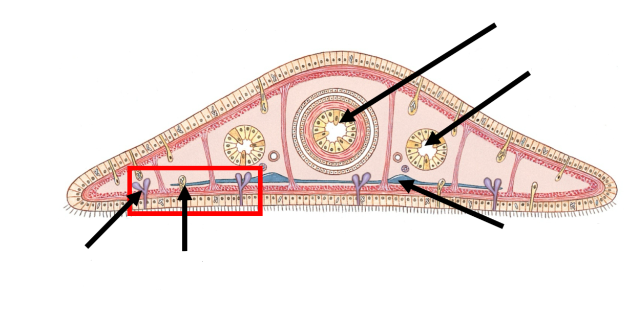 <p>cross section of planarian </p>
