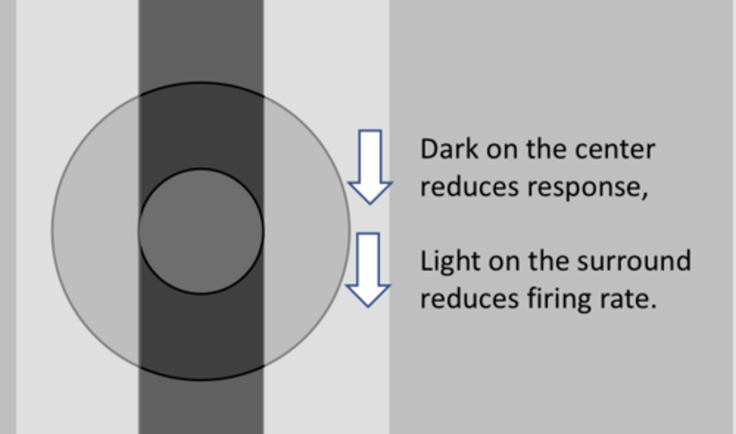 <p>This is an ON-center ganglion cell. What is the likely response? (See Pic)</p>