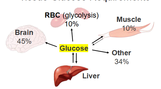 <p>- Glucose essential fuel for brain (CNS), so blood glucos levels --&gt; tightly controlled around 5mM (mmol/L)</p><p>- Can increase glucose use and storage when increaesd blood glucose conc. e.g after eating (postprandial)</p><p>- conversely, need to increase glucose conc. when blood glucose conc. is low. e.g after overnight fast</p>