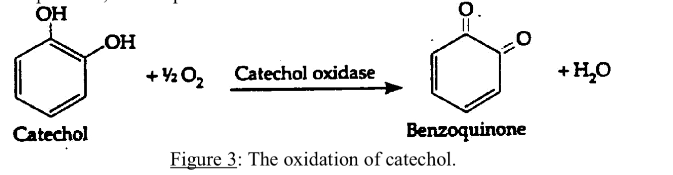 <p>In the presence of oxygen catechol oxidase catalyzes the removal of electrons and hydrogens from catechol, hence converting it to benzoquinone.</p><ul><li><p>the pigment products are responsible for darkening of fruits and vegetable sauce as apples and potatoes, after air exposure.</p></li></ul><p></p>