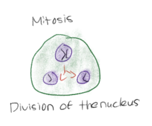 <p>“Karyokinesis” Like karyotypes</p><p>Division of the nucleus and its contents</p>