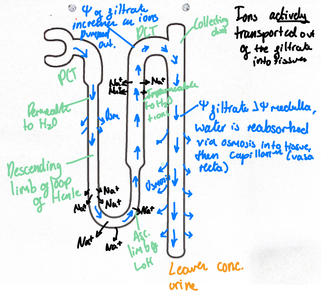 <ol><li><p>Active transport of Na<sup> +</sup> &amp; Cl<sup> -</sup> out of<strong> ascending</strong> limb</p></li><li><p>Water potential of interstitial fluid decreases</p></li><li><p>Osmosis of water out of descending limb an ascending limb is impermeable to water</p></li><li><p>Water potential of filtrate decreases as filtrate passes through descending limb,lowest as it passes into medulla </p></li></ol><p></p>