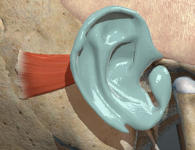 <p>What muscle is this?</p>