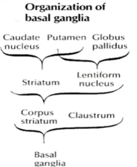 <ul><li><p>The basal ganglia is made of X &amp; Y.</p></li><li><p>Corpus striatum is made of X &amp; Y.</p></li><li><p>Striatum is made of X &amp; Y</p></li><li><p>Lentiform nucleus is made of X &amp; Y.</p></li></ul>