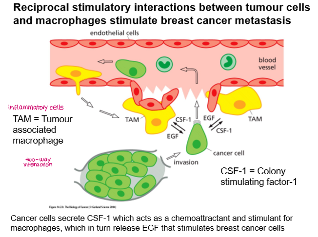 <p>two-way interaction between tumour cells and macrophages (Tumour-Associated Macrophages)</p><p>Tumour cells secrete <strong>CSF-1 which acts as a chemoattractant for macrophages, which in turn release EGF that stimulates breast cancer cells. </strong></p>
