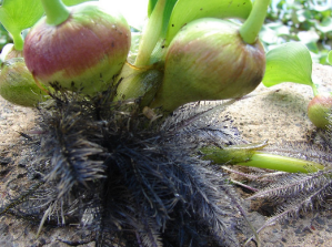 knowt flashcard image