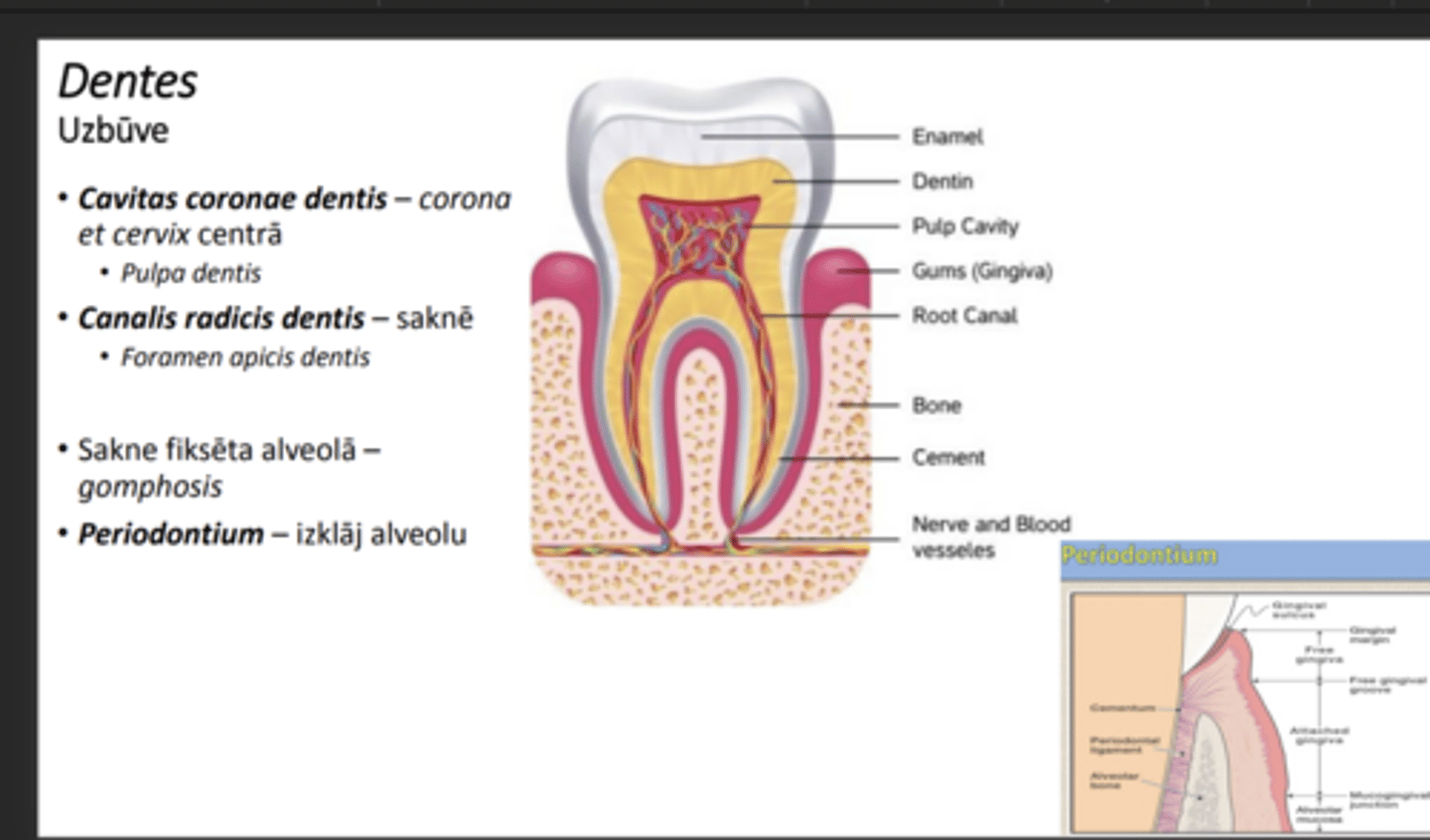 <p>fiksēta alveolā ar saistaudu savienojumu- gymphosis</p><p>alveolu izklāj kaula plēve= periodontinum</p><p>starp radix un periodontinum iet kolagēna šķiedras kas fiksē</p>