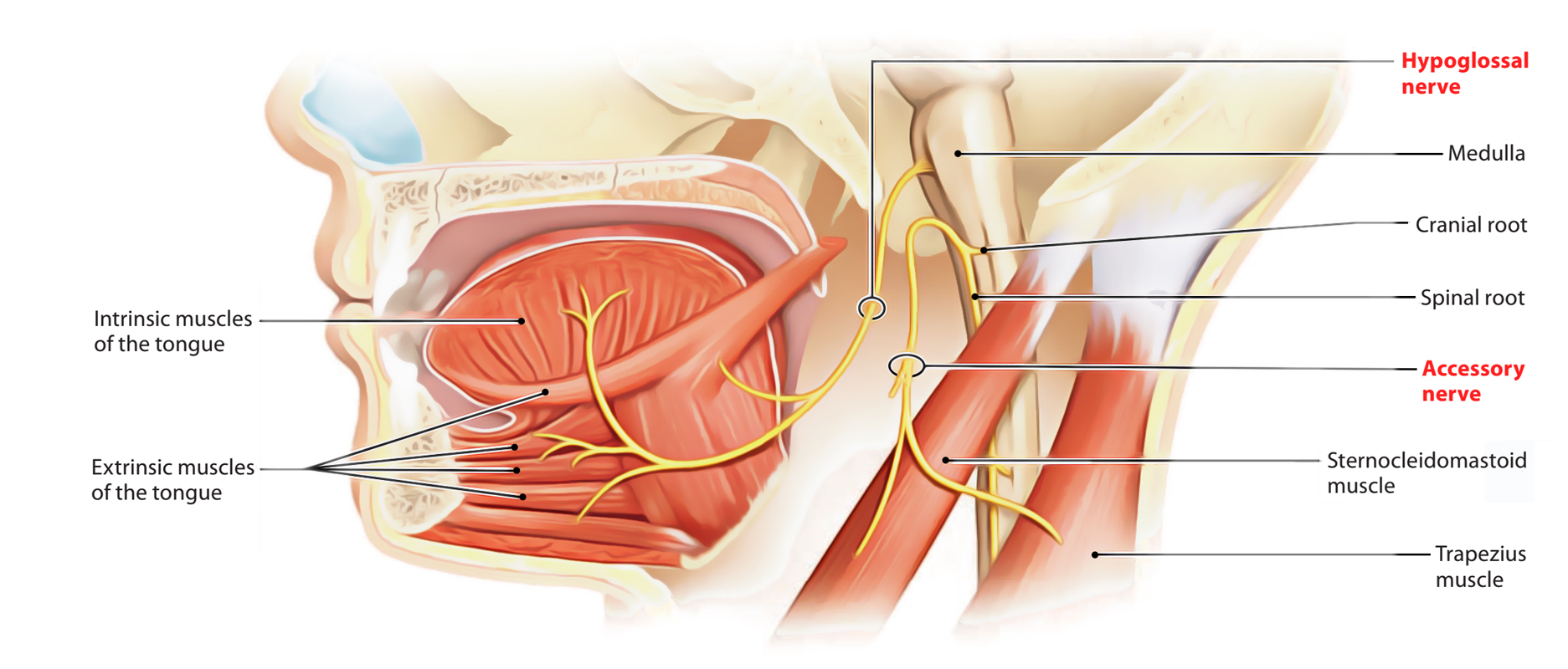 <p>Know the hypoglossal nerve </p>