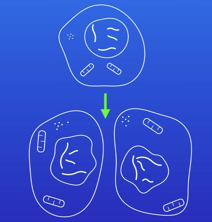 <p>Series of stages in which cells divide</p>