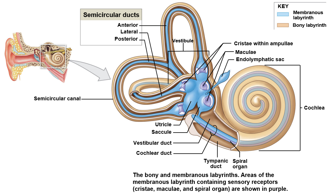 <p>The cochlea associated with hearing </p><p>Balance is associated with the vestibule and semicircular canals</p>