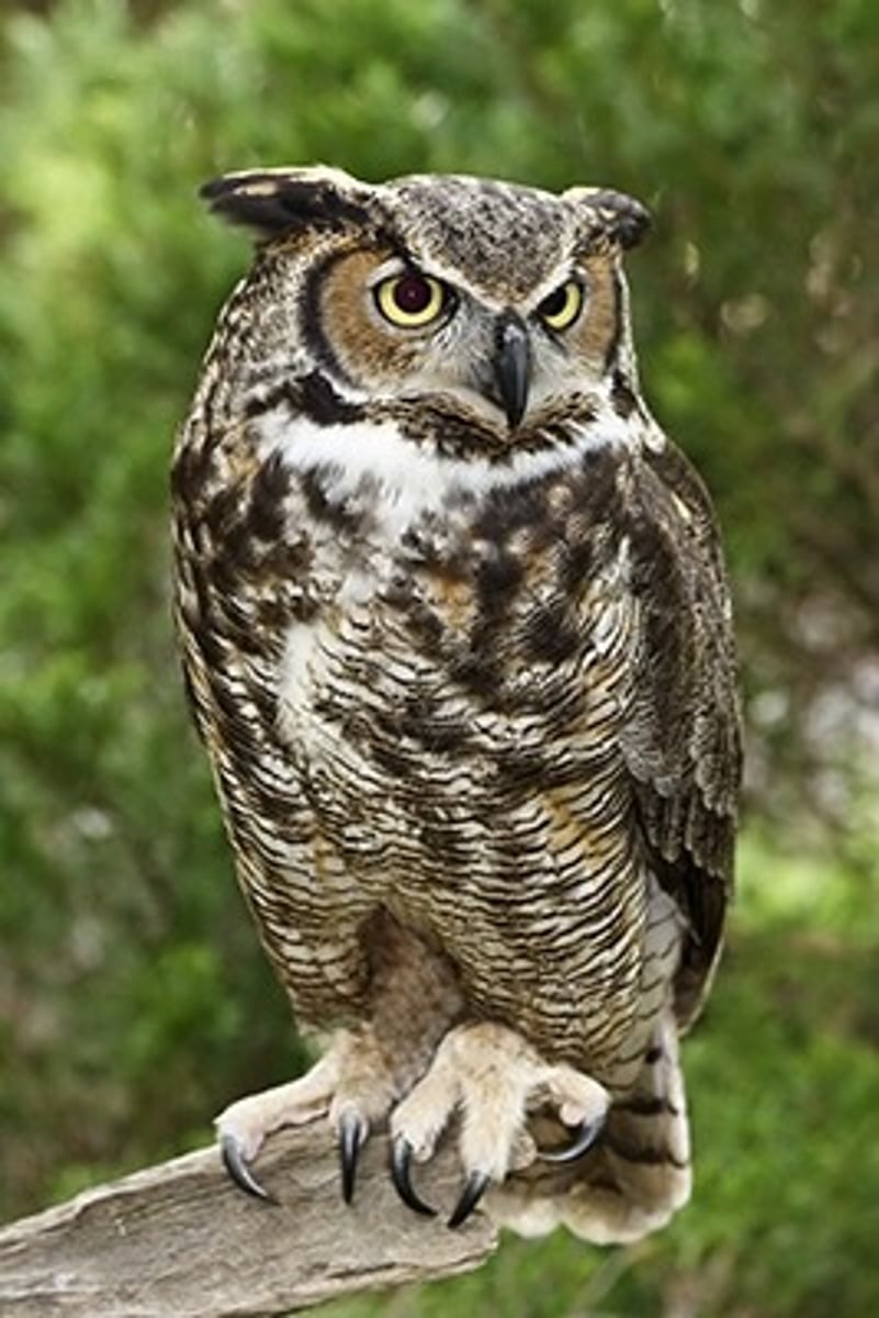 <p>Great Horned Owl</p>