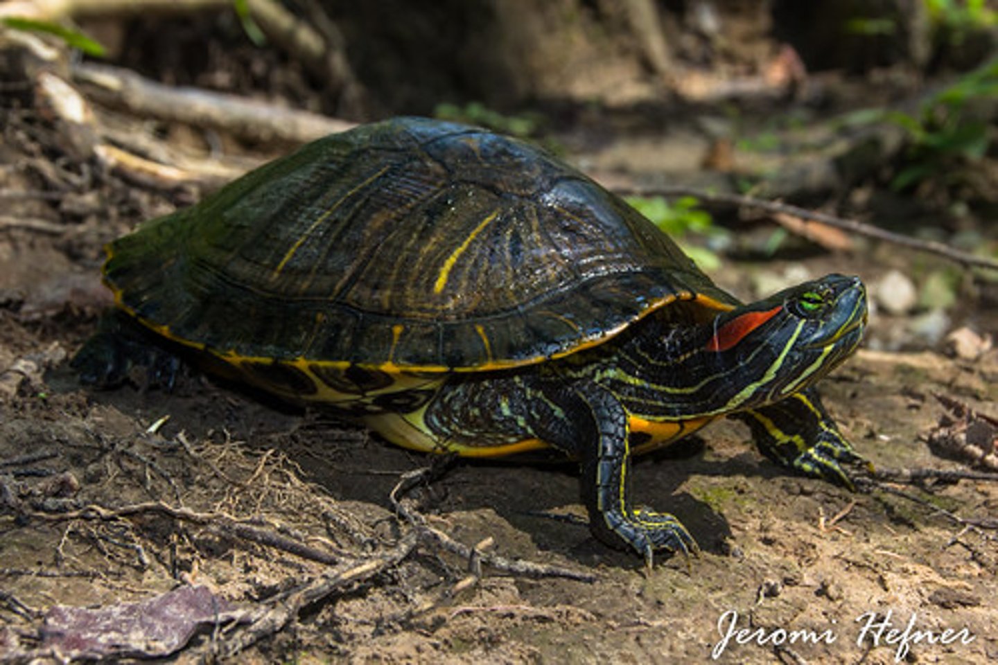 <p>Pond Slider</p>