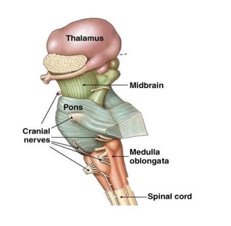 <p>Subdivisions of the brain stem</p>