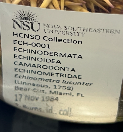 <p>Order: Camarodonta</p><p>Family: Echinometridae</p><p>Echinometra lucunter</p>