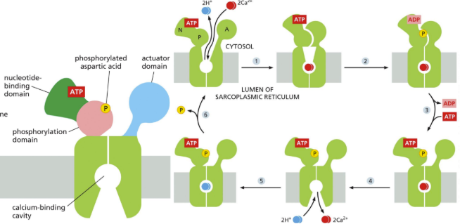 <p class="Paragraph SCXW133181657 BCX0" style="text-align: left">Holds Ca2+ until it receives signal to release it (used for muscle contraction)&nbsp;</p><p><span><u>P-type ATPase calcium pump</u> = best characterized is Ca pump in sarcoplasmic reticulum (SR) of skeletal muscle cells&nbsp;</span></p><ul><li><p class="Paragraph SCXW133181657 BCX0" style="text-align: left"><span>SR serves as intracellular store of Ca in muscle&nbsp;</span></p></li></ul><ul><li><p class="Paragraph SCXW133181657 BCX0" style="text-align: left"><span>Ca pump moves Ca from the cytosol back into the SR (because need Ca for muscle contraction)&nbsp;</span></p></li></ul><p class="Paragraph SCXW133181657 BCX0" style="text-align: left"><span>Calcium pumping cycle = hydrolysis of ATP, phosphate event, antiport&nbsp;</span></p><p></p>