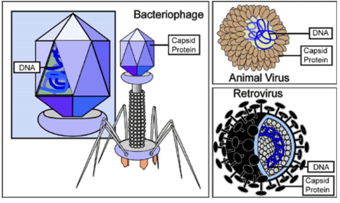 <p><span>Phages or Bacteriophages: are viruses that infects bacteria specifically</span></p><p class="MsoNormal"><span><strong>            Differences</strong></span></p><p class="MsoNormal"><span>-Bacteriophages </span></p><ul><li><p class="MsoNormal"><span>inject their DNA through a trail structure directly into the bacterial cytoplasm</span></p></li><li><p class="MsoNormal">infect bacteria (prokaryotic cells)</p></li><li><p class="MsoNormal"></p></li></ul><p class="MsoNormal"><span>-Animal Viruses</span></p><ul><li><p class="MsoNormal"><span>fuse with the host cell membrane or enter by endocytosis</span></p></li><li><p class="MsoNormal">infect eukaryotic cells(animals, plants, fungi)</p></li></ul><p></p>