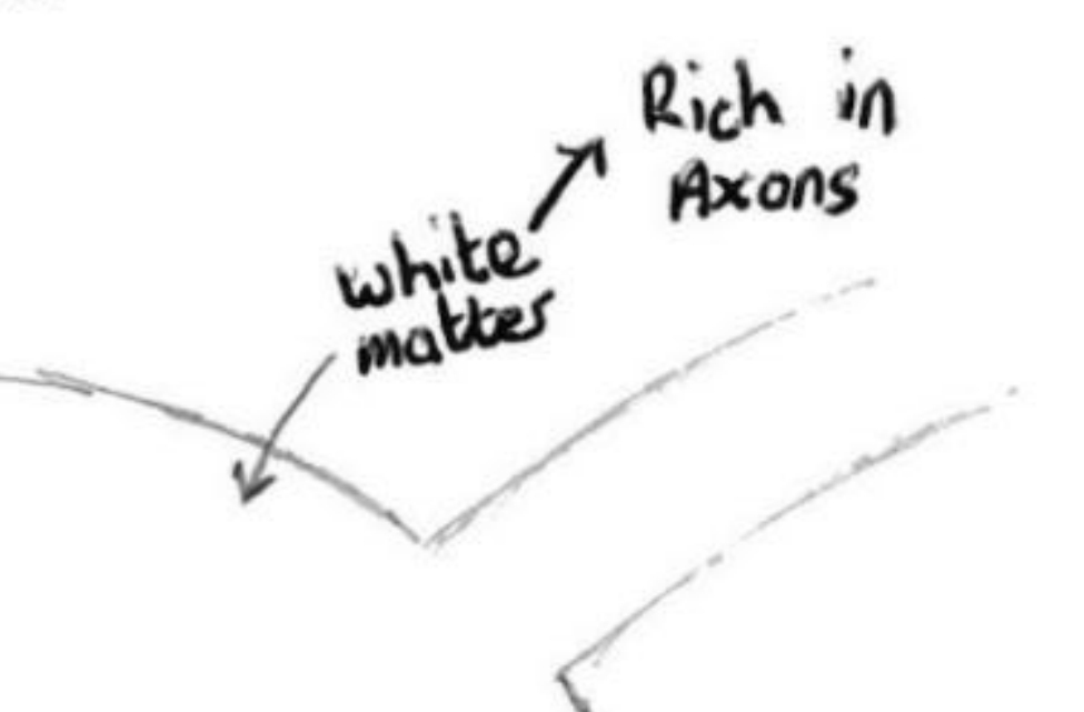 <p>The white area outside of the grey matter is called white matter and is composed of axons.</p>