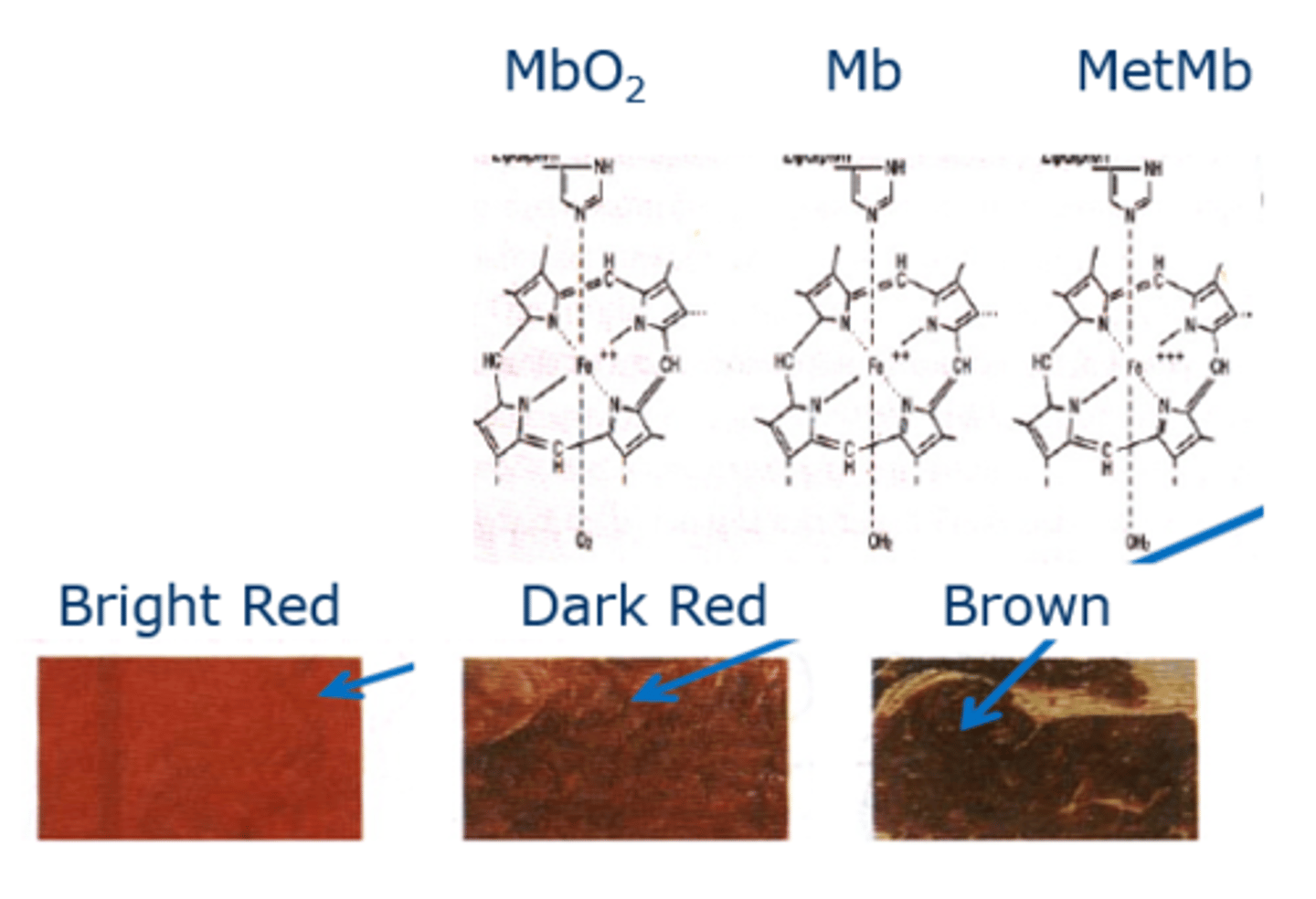 <p>Chemical oxidation of fats producing rancidity (oxidative rancidity)</p><p>Browning of fruits and vegetables in contact with air</p><p>Meat = rejected as spoiled due to colour change - oxygenation of myoglobin (Mb) and formation of oxymyoglobin (MbO2) before slaugther making the meet bloom/redden after slaughter, but if left out exposed to air, oxidation of myoglobin and formation of MetMb (metmyoglobin) occurs, browning the meat.</p>