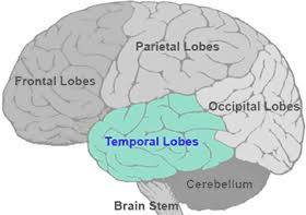 <p>Temporal lobe</p>