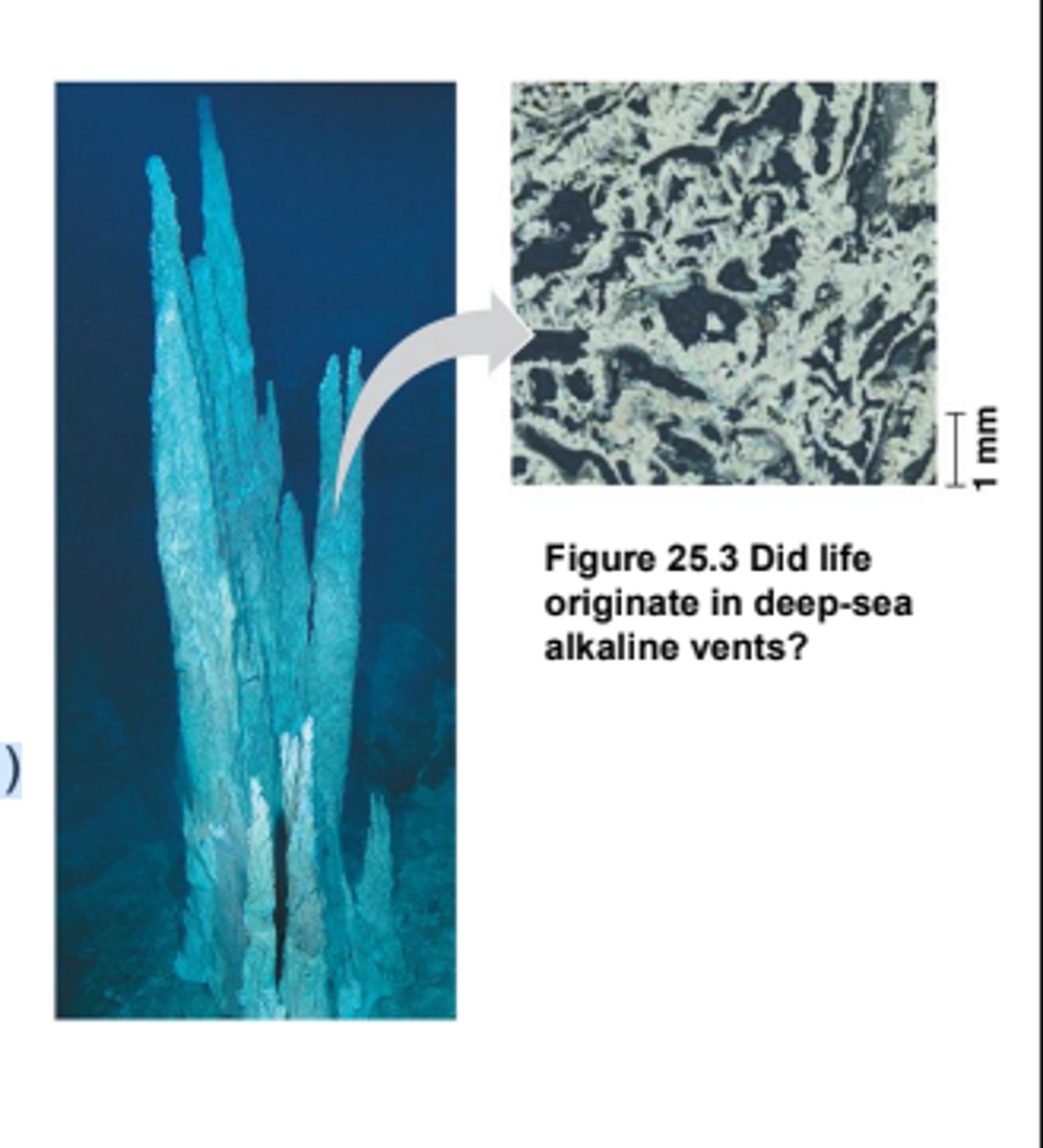 <p>· Roots</p><p>- Early life at alkaline vents likely evolved enzymes around the NiS / FeS catalysts</p><p>o These metal catalysts + acetyl & pyruvate = deepest homology</p>