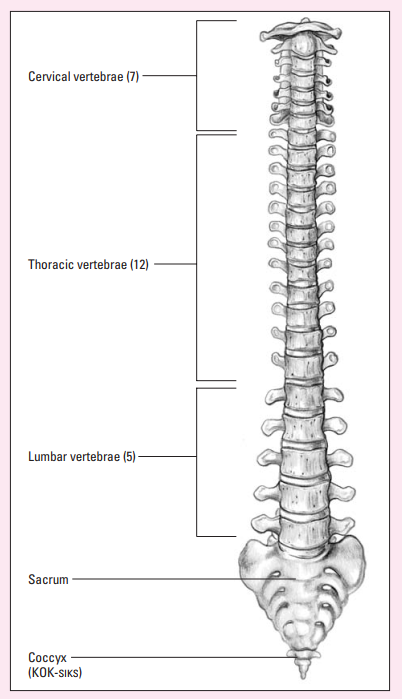 <p>A single bone that results from the fusion of 5 vertebrae and attaches to the pelvic girdle</p><p>Xương cùng</p>
