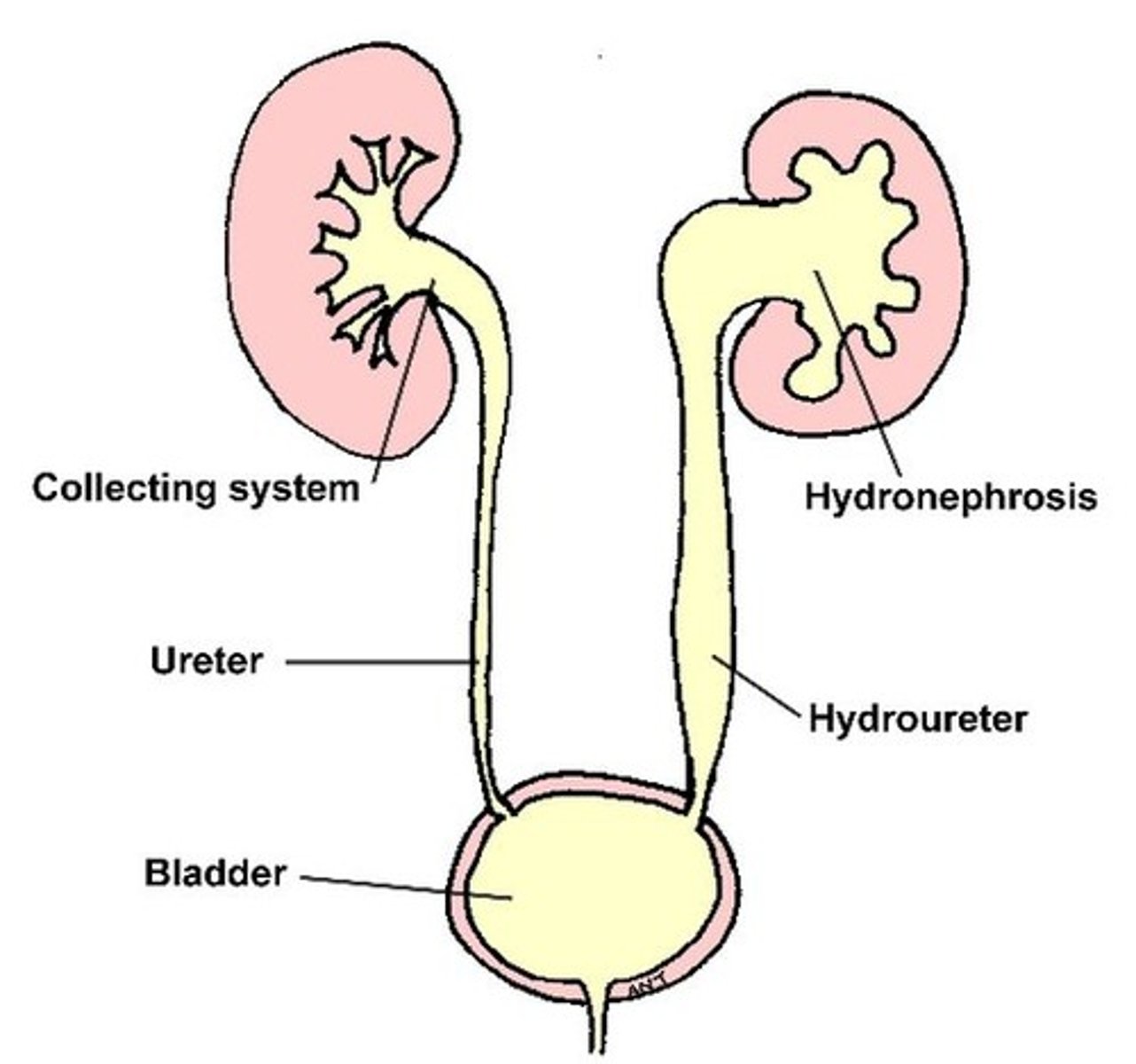<p>urine, urinary tract</p>