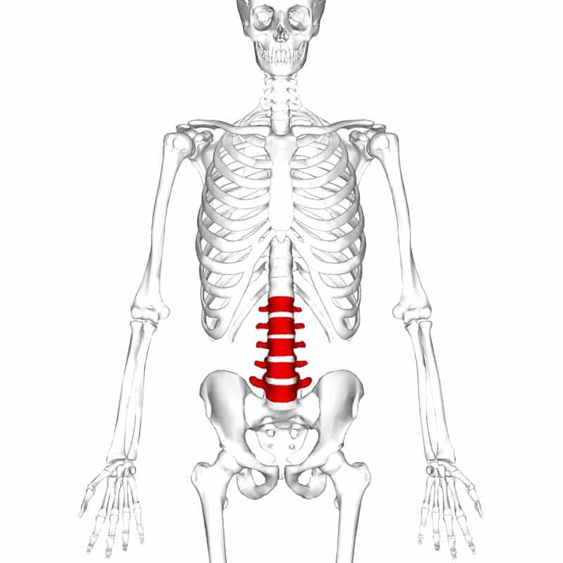 <p>Axial skeleton - Lower back bones</p>