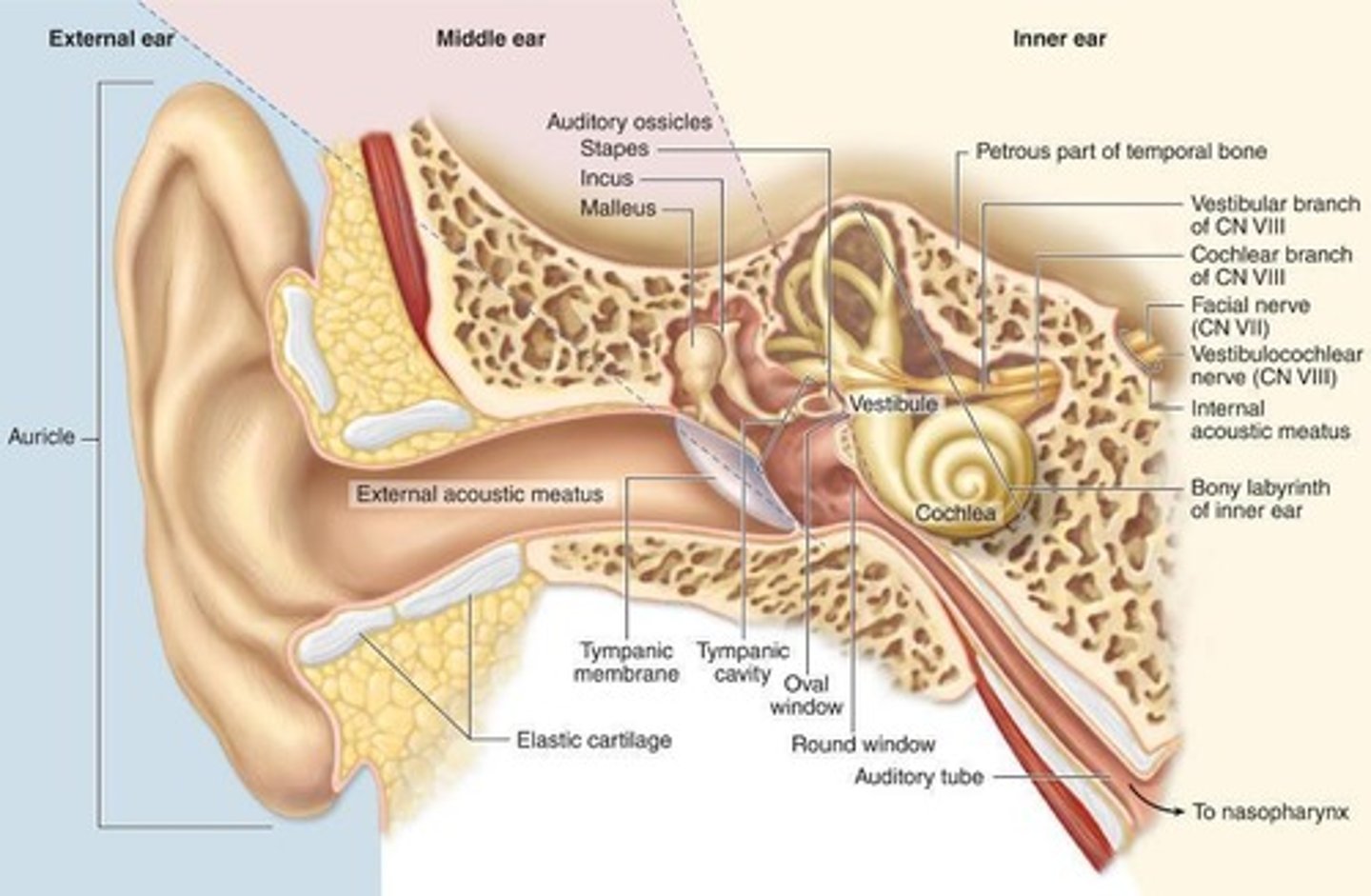 <p>auricle, external acoustic meatus, tympanic membrane</p>
