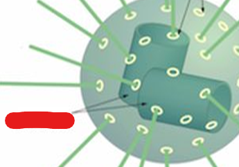 <p>Cylindrical like structures present in pairs within centrosomes.</p>