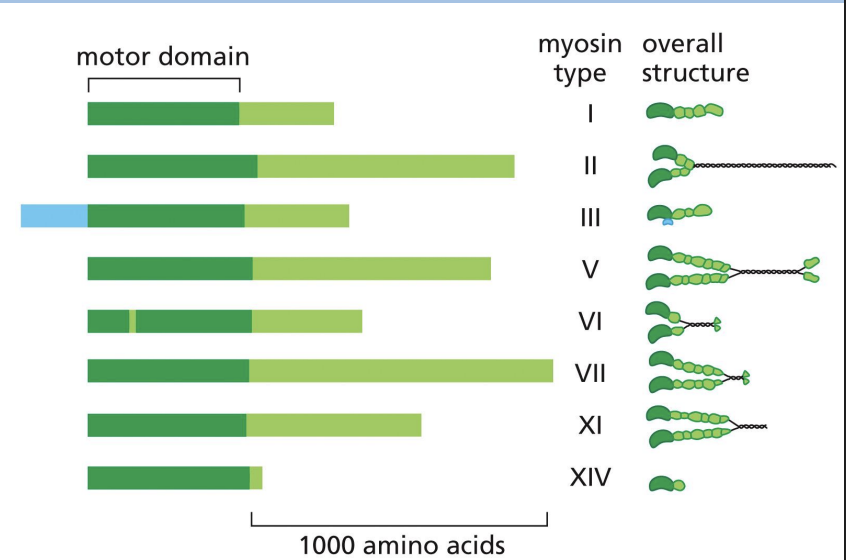 <p>family of myosin proteins that have either one head or two and are involved in intracellular transport (can bind to other subunits and interact with cargo).</p>