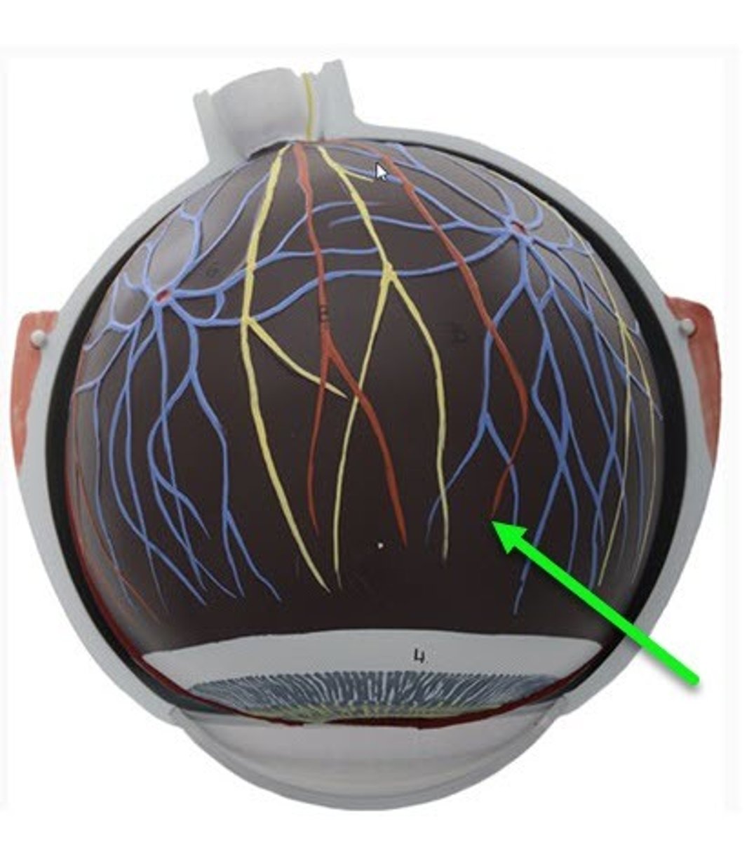 <p>dark, vascular layer</p>