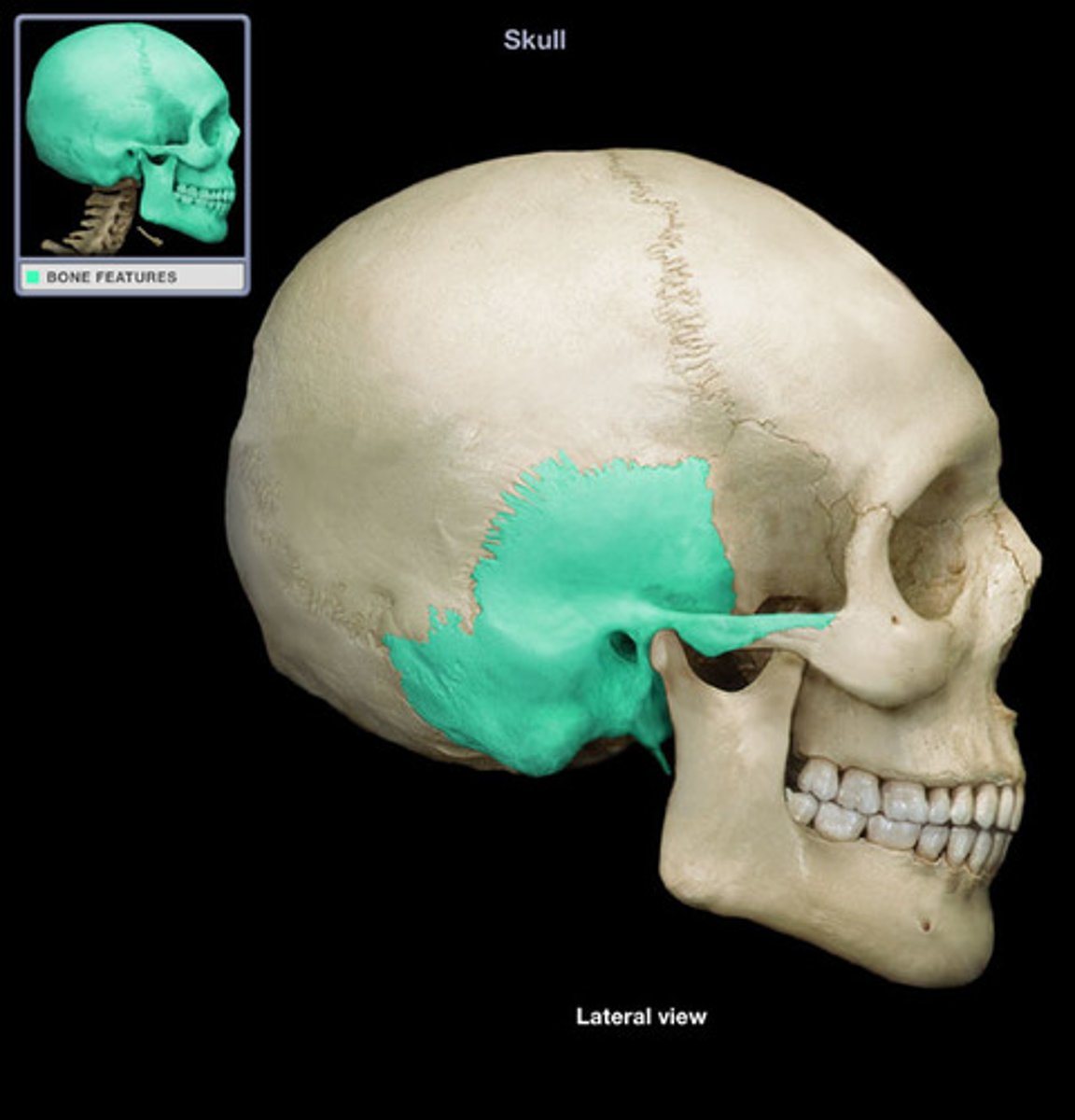 <p>What bone is this?</p>