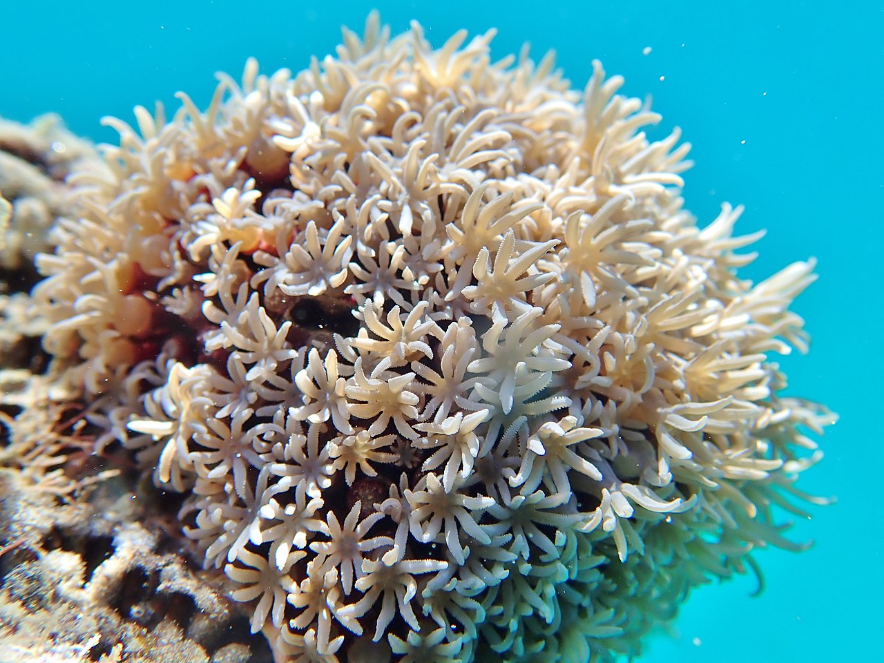 <p>Organ-pipe coral (<em>Tubipora</em>)</p>