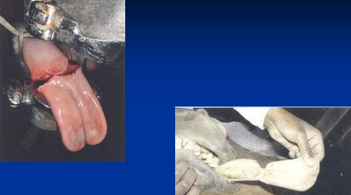 <ul><li><p>Lips, muzzle, cheek & tongue lacerations</p></li><li><p><span style="background-color: transparent;"><strong>Superficial:</strong> </span><span style="background-color: transparent; color: red;"><strong>second intention healing → lips/cheek/muzzle</strong></span></p></li><li><p><span style="background-color: transparent;"><strong>Deep mucosal: breaches oral mucosa → </strong>req closure </span></p><ul><li><p><span style="background-color: transparent; color: red;"><strong>2-layer, absorbable mucosa-internal layer</strong></span></p></li></ul></li><li><p><span style="background-color: transparent;"><strong>Tongue lacerations:</strong> suture;</span><span style="background-color: transparent; color: red;"><strong> partial amp(frenulum)</strong></span></p></li></ul><p></p>