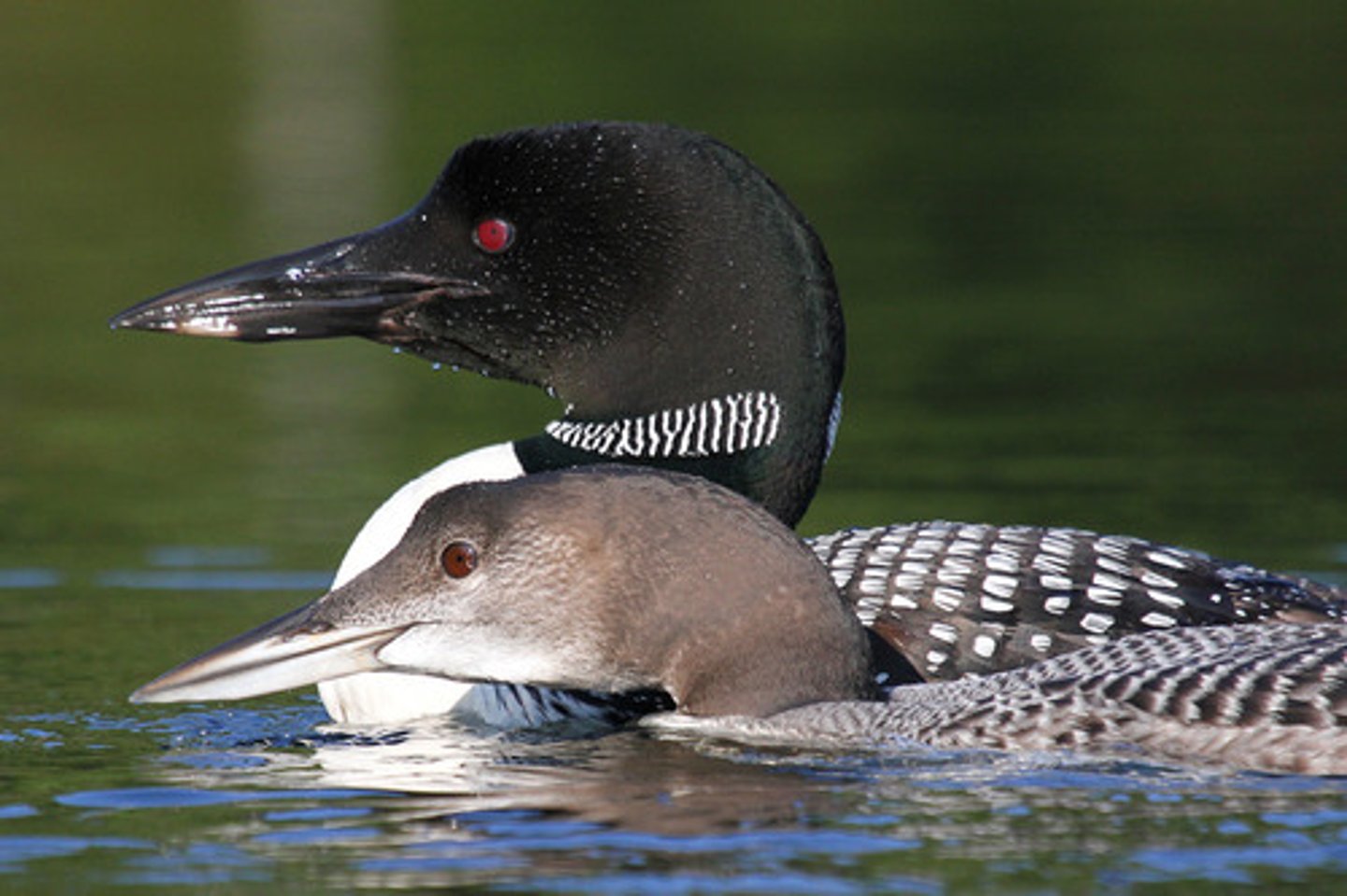 <p>Buoyancy in water allows the bird to stay afloat without expending a lot of energy, however when flying through air the bird must expend energy to stay aloft. Air is not viscous, so the loon can easily move through it when flying. The loon doesn’t lose as much body heat to the air because air has low thermal conductivity. However, because the air has a low specific heat, its temperature changes as rapidly.</p>