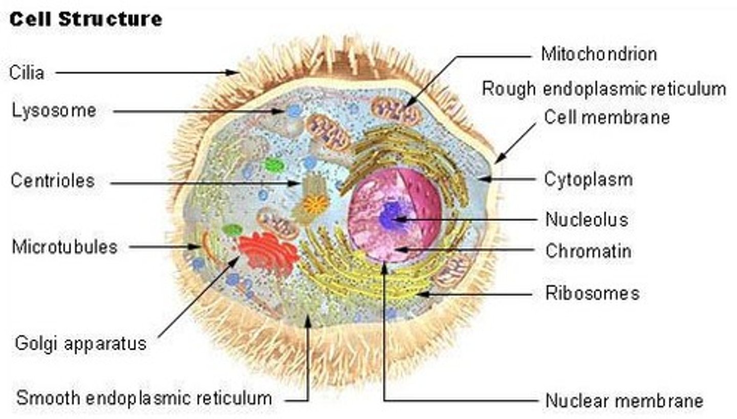<p>4 Tenets: 1. All living things are made of cells 2. Cells come from preexisting cells through division 3. Cells carry genetic information in the form of DNA that is passed from parent to daughter cells 4. The cell is the fundamental unit of life</p>