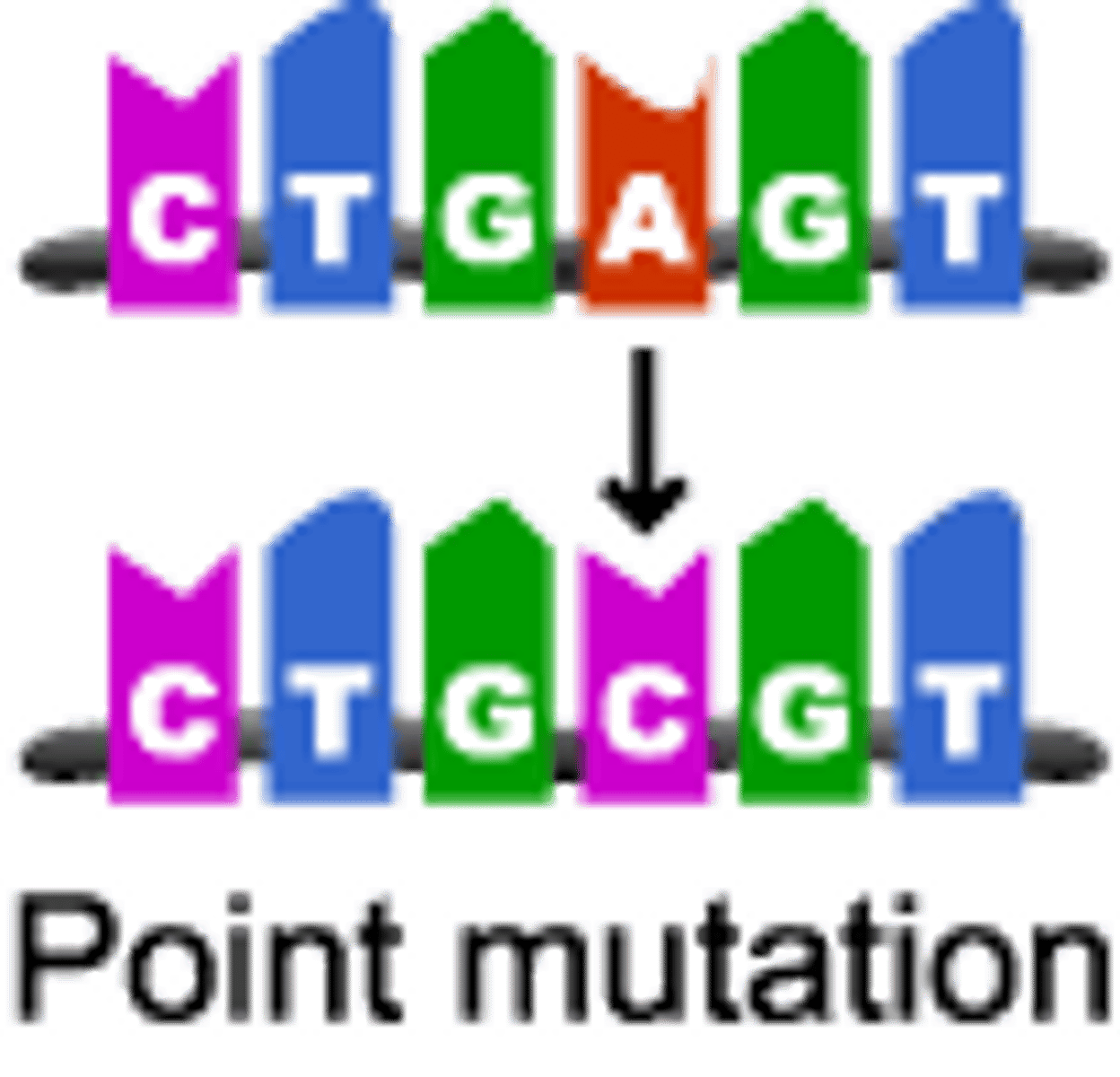 <p>a mutation that alters a single nucleotide in a DNA sequence</p>