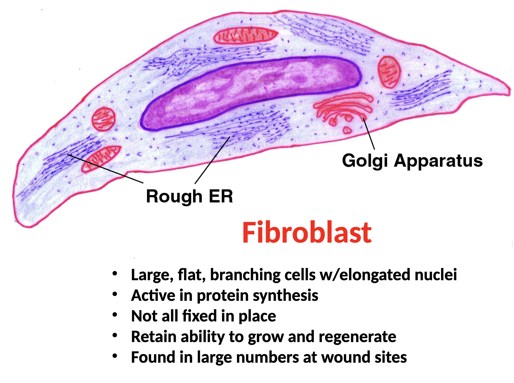 <ul><li><p>secrete protein fibers and ground substance </p></li></ul><p></p>