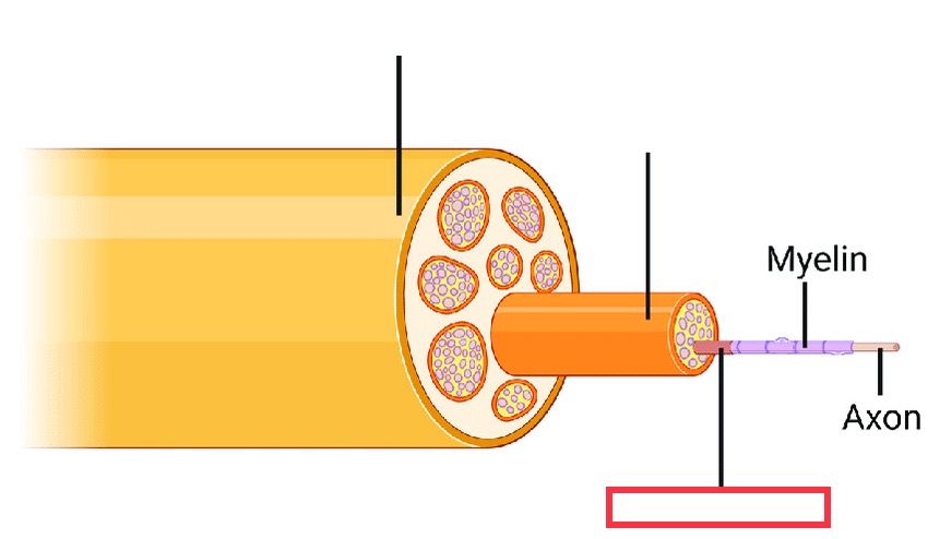 innermost layer of connective tissue that surrounds individual axons within a nerve