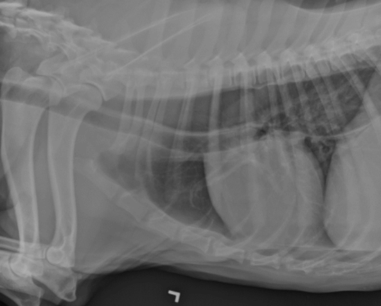 <p>-cervical and thoracic radiographs +/- oral contrast</p><p>-fluoroscopic swallow study</p>