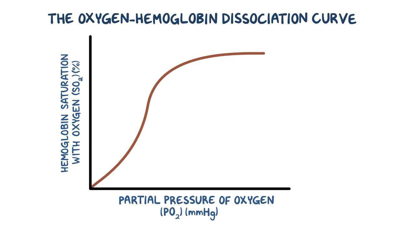 <p>relationship between PO₂ and haemoglobin saturation</p>