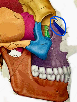 <p>Name the bone</p>