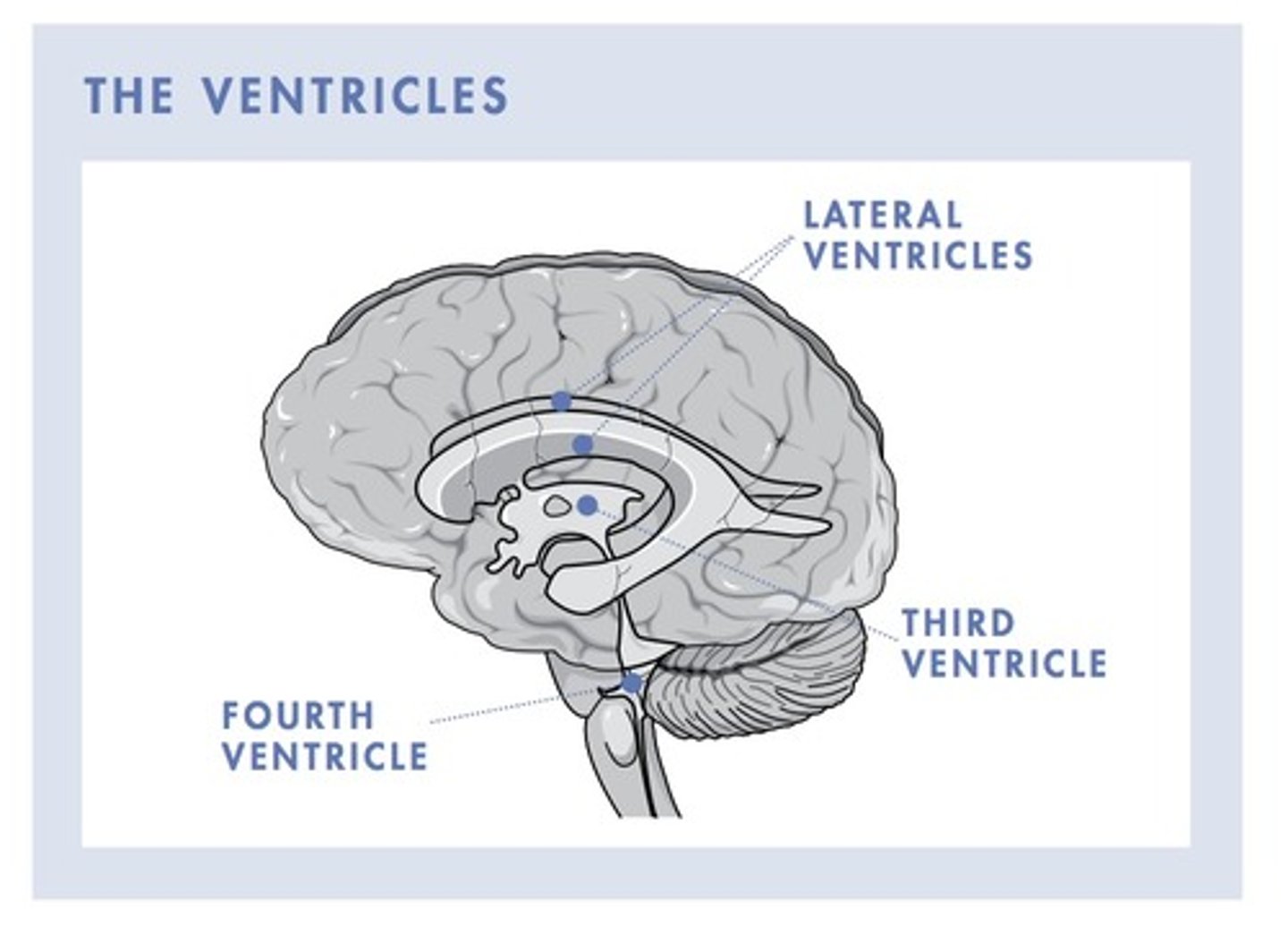 <p>4 total</p><p>2-lateral</p><p>1-thirds that connects the two lateral onces</p><p>1-between the cerebellum and the brainsteam</p>