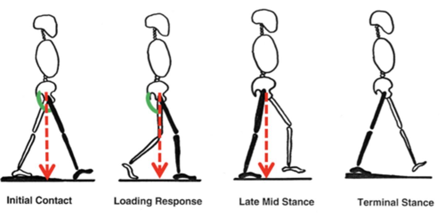 <p>Gluteus maximus</p><p>Inferior gluteal n.</p><p>-Hip extensors (GREEN) prevent hip buckling while center of mass is behind the hip.</p><p>-Inability to resist gravity while weight is behind hip joint</p><p>-Leaning back at initial foot contact shifts center of mass behind hip, passively stabilizes hip joint</p>