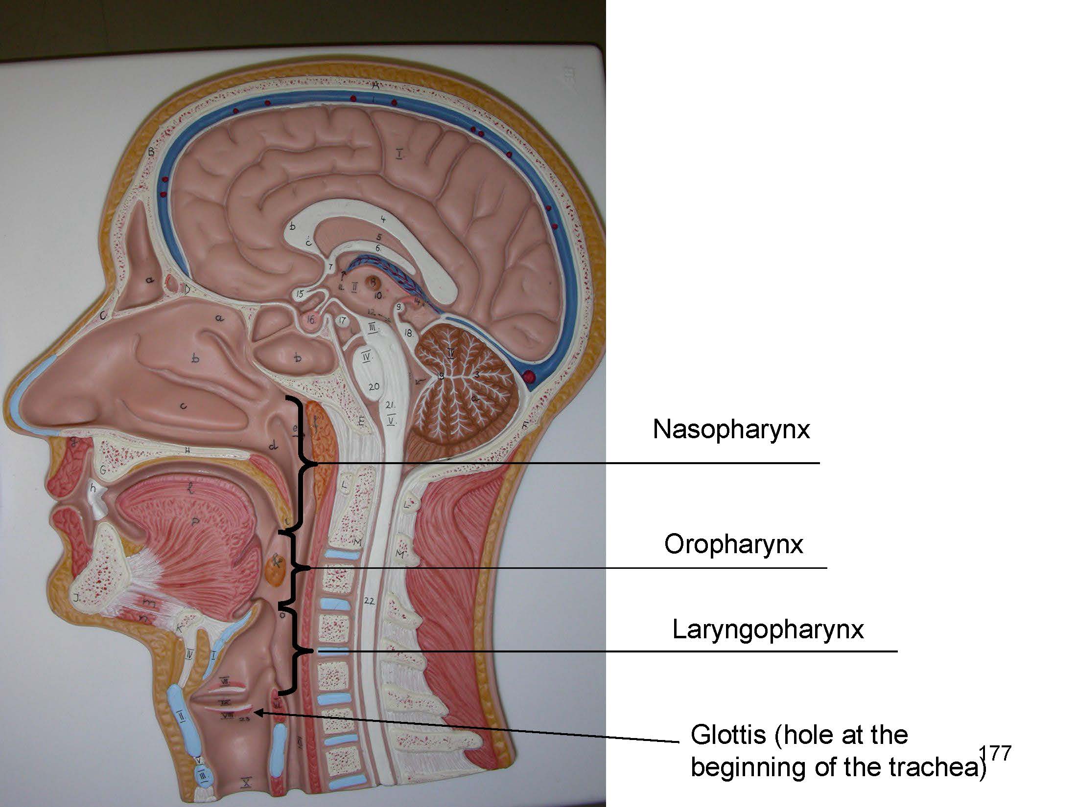 knowt flashcard image