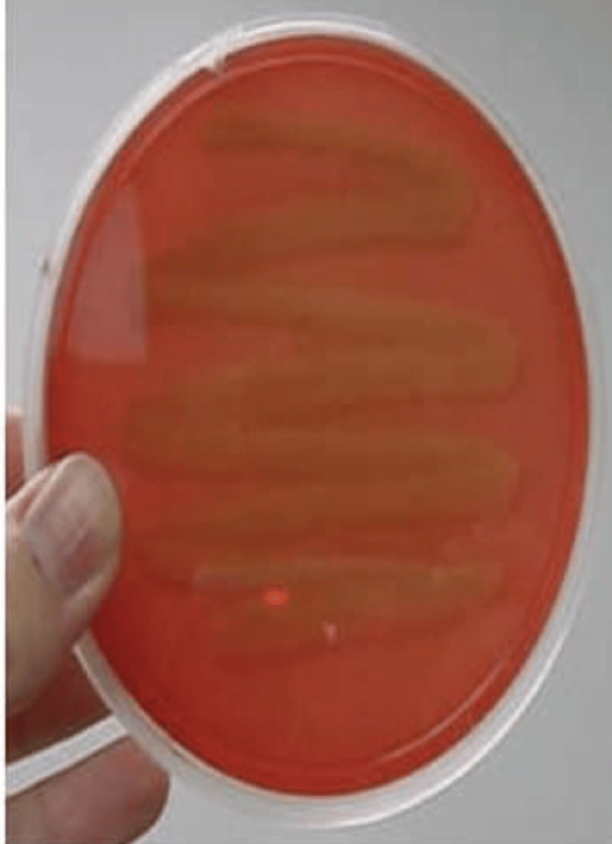 <p>No hemolysis; red unchanged</p>