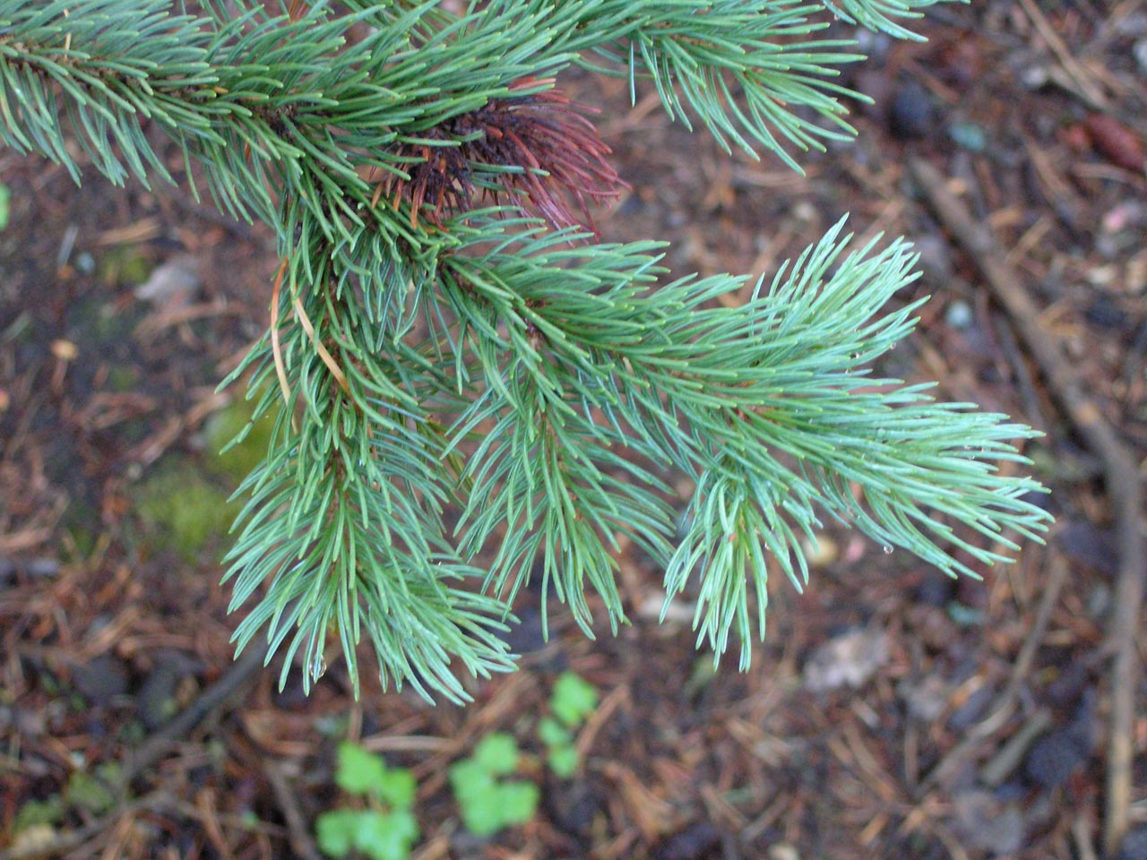<p>Engelmann spruce (extra credit)</p>