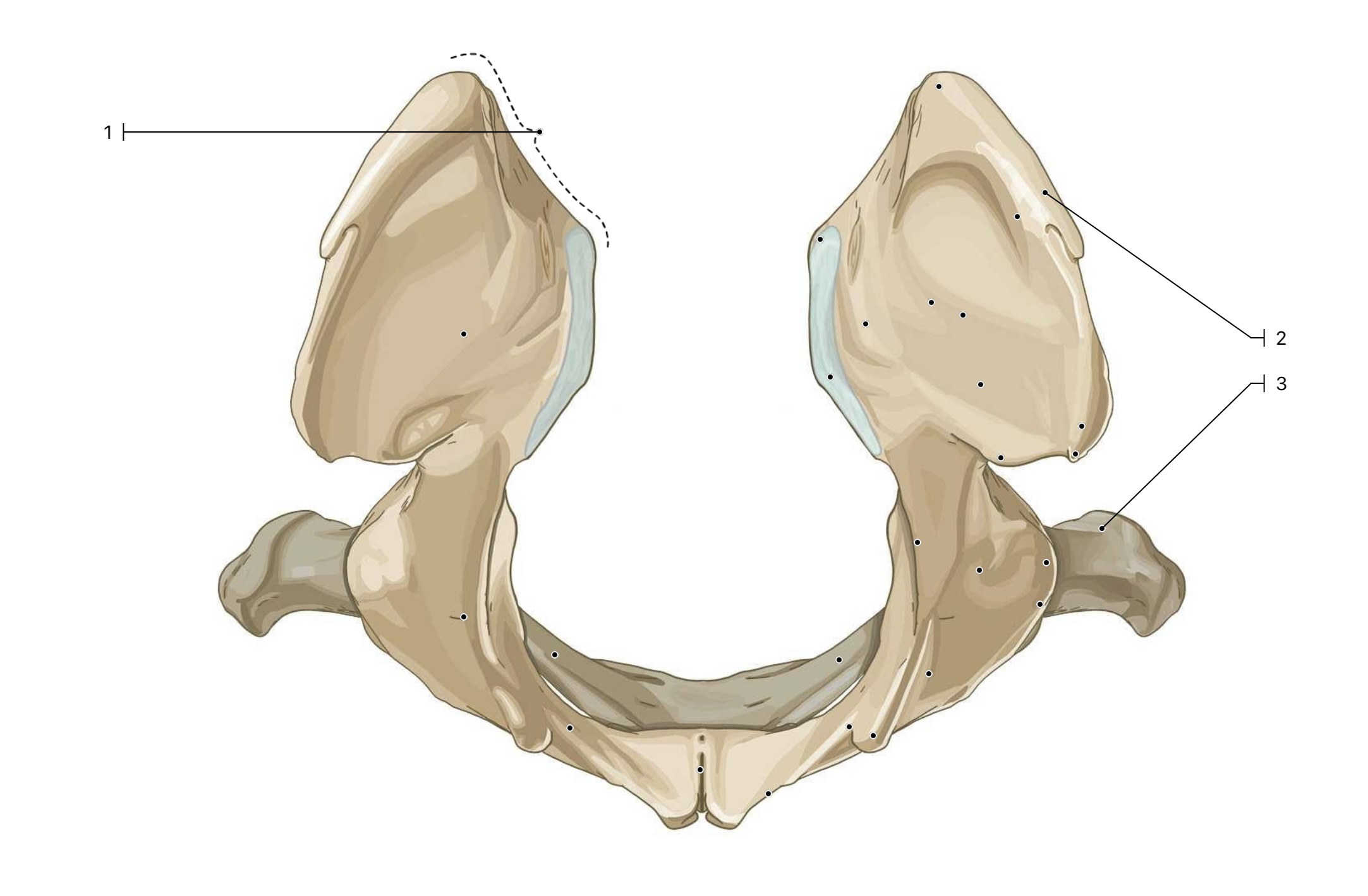 <p>This is a cranial view of the pelvis. What are the 3 landmarks labeled?</p>