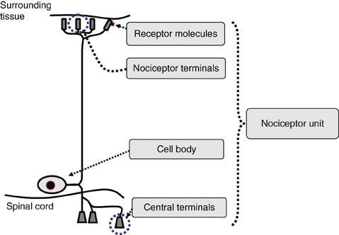 <ul><li><p>free nerve enddings found in most tissues (not CNS)</p></li><li><p>nerve endings activated by high threshold stimuli (mechanical, thermal chemical)</p></li><li><p>receptive ending contains transducer proteins to detect noxious stimuli</p></li><li><p>axon conducts from periphery to spinal cord</p></li><li><p>axon canbe thinly myelinated (a delta) or unmyelinted (c fibre)</p></li><li><p>cell body in dorsal root ganglion for body and trigeminal ganglia for face </p></li><li><p>central terminal projects into the dorsal horn of the spinal cord (lamina I and II) and releases neurotransmitters</p></li><li><p></p></li></ul><p></p>